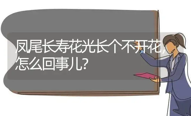 凤尾长寿花光长个不开花,怎么回事儿？ | 多肉养殖