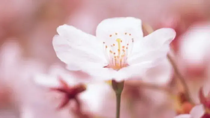 樱花草的花语与传说