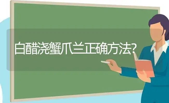 白醋浇蟹爪兰正确方法？ | 多肉养殖