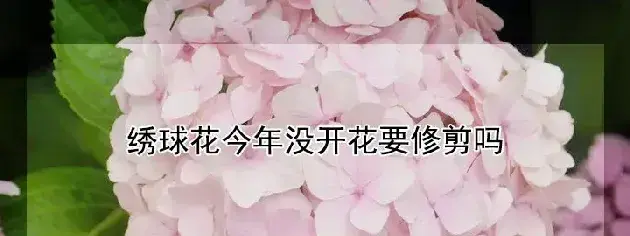 绣球花今年没开花要修剪吗