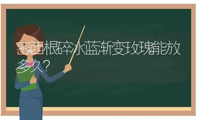 密西根碎冰蓝渐变玫瑰能放多久？ | 绿植常识