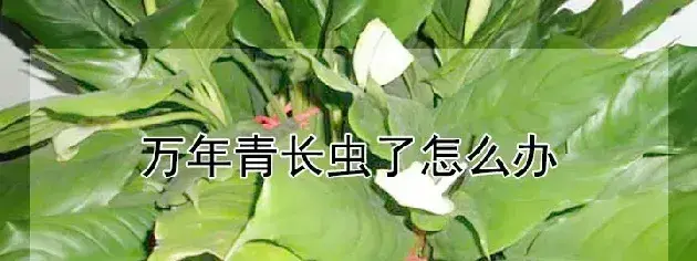 万年青长虫了怎么办