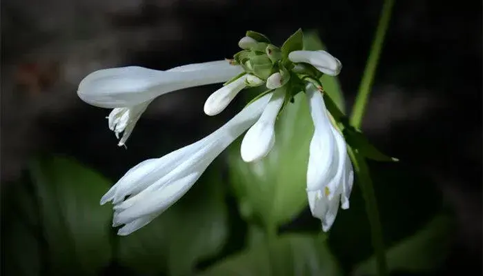 玉簪花的花语 玉簪花的花语是什么