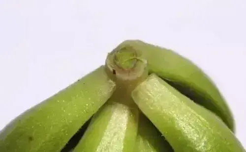 盆栽育苗 | 蒂亚砍头后的扦插方法