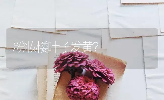 粉妆楼叶子发黄？ | 多肉养殖