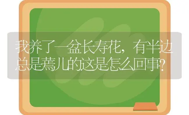 我养了一盆长寿花,有半边总是蔫儿的这是怎么回事？ | 多肉养殖