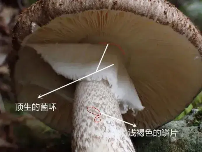 蘑菇界的“黑无常”，误食后致死率高