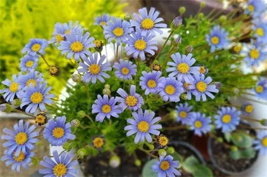 小雏菊颜色不同花语，小雏菊的花语大全