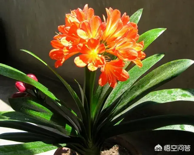 君子兰的开花时节?如何养护？