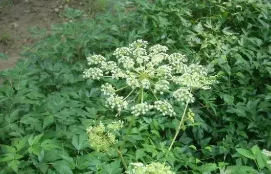 白花前胡种子选种育苗技巧