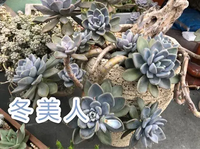 怎么都养不死的10种多肉植物有哪些？