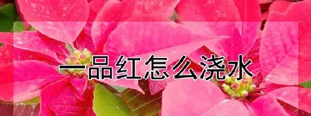 一品红怎么浇水