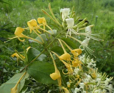 金银花的花语是什么？