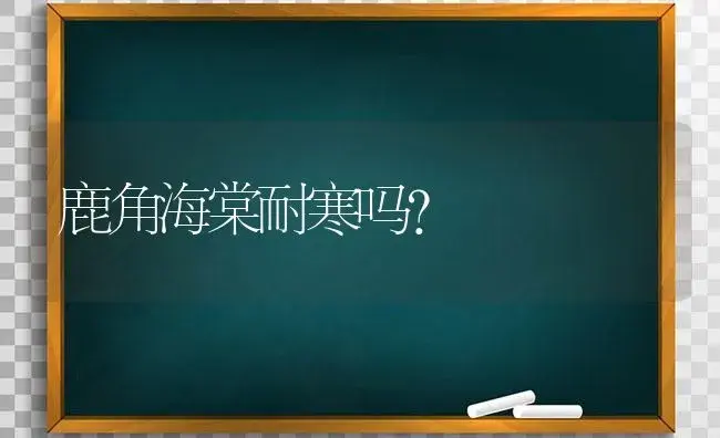 鹿角海棠耐寒吗？ | 多肉养殖