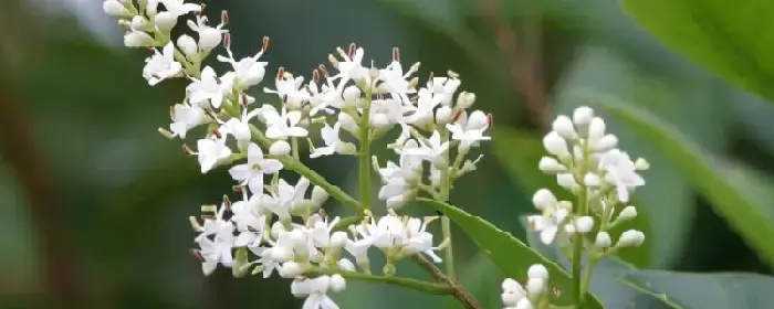 女贞花花语