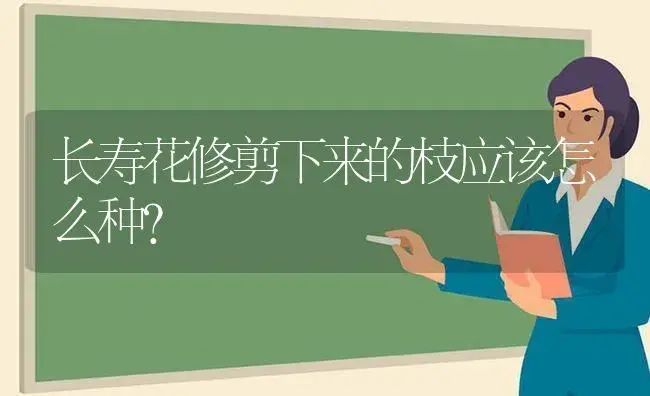 长寿花修剪下来的枝应该怎么种？ | 多肉养殖