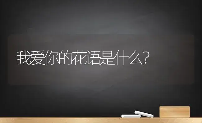 我爱你的花语是什么？ | 绿植常识