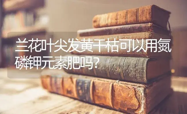 兰花叶尖发黄干枯可以用氮磷钾元素肥吗？ | 绿植常识