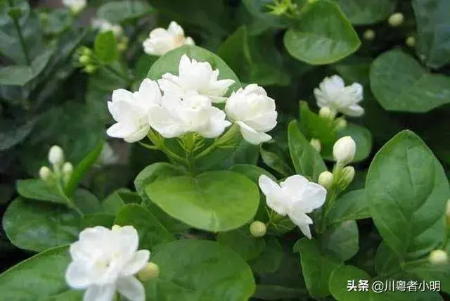 怎么让茉莉花快速发芽？