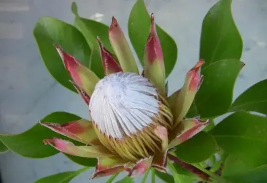 帝王花的花语是什么，帝王花的传说故事/富贵吉祥