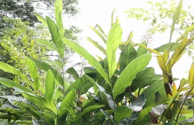 高良姜的种植技术