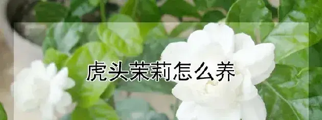 虎头茉莉怎么养