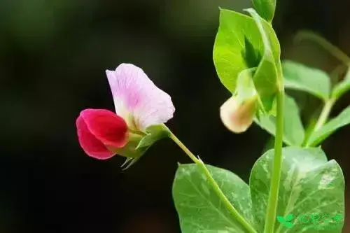 怀揣着每月花语上路，拥抱不一样的2018吧