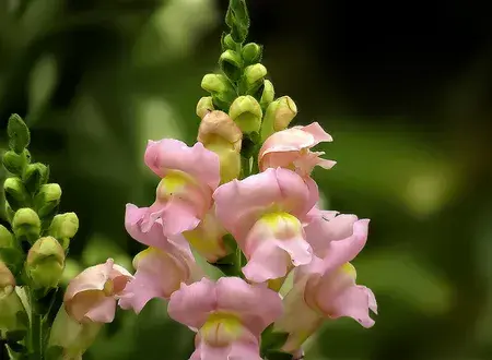 金鱼草的花语和传说故事