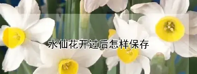 水仙花开过后怎样保存