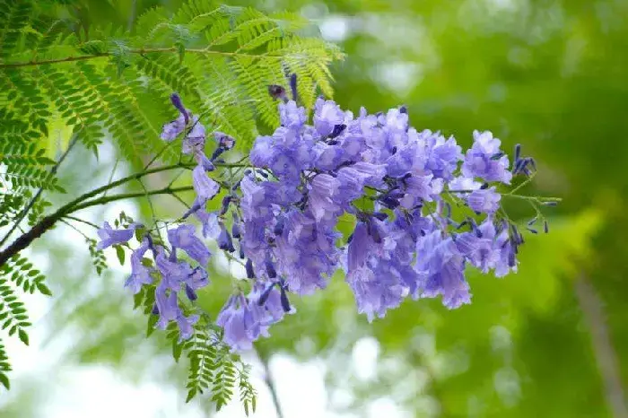 蓝花楹花语，蓝楹花和蓝花楹区别