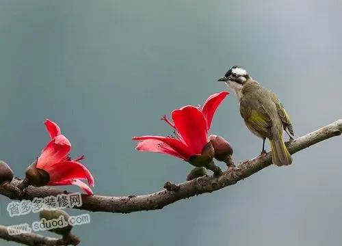 什么是木棉花  木棉花的花语有哪些？