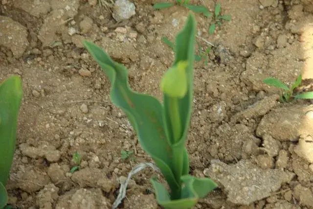 春季郁金香的种植方法和时间？