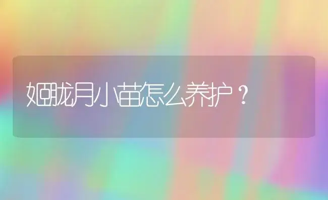 姬胧月小苗怎么养护？ | 多肉养殖