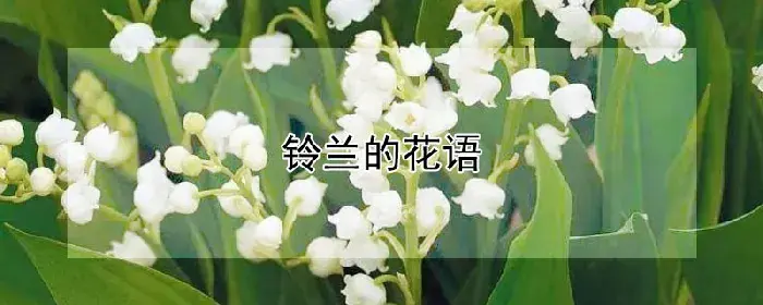 铃兰的花语