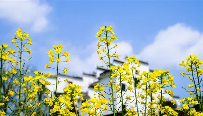 油菜花的花语和寓意 油菜花的花语和寓意有哪些