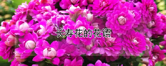 长寿花的花语