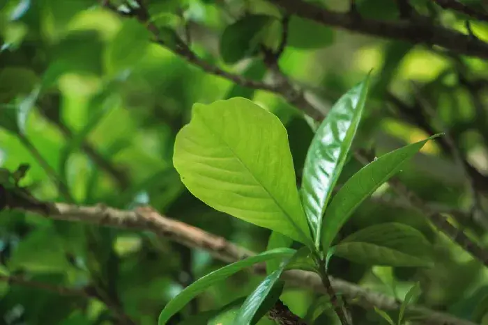 栀子花的花语：栀子花的花语 栀子花的寓意象征