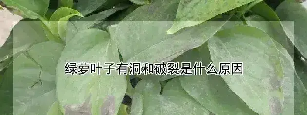 绿萝叶子有洞和破裂是什么原因