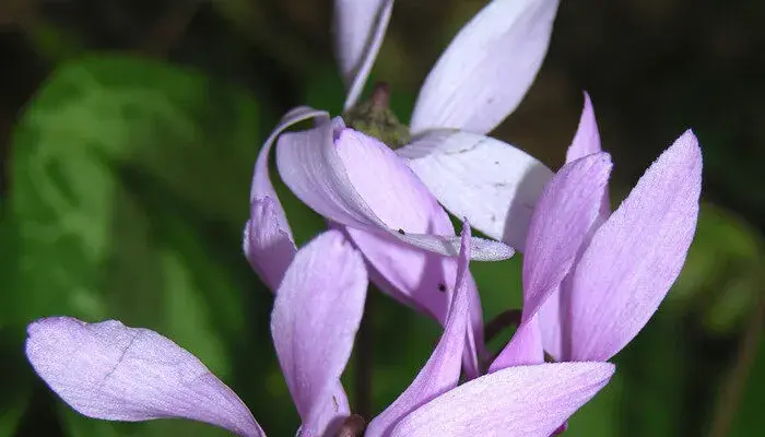 仙客来的花语和寓意