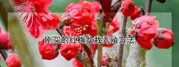 刚买的红梅盆栽养殖方法