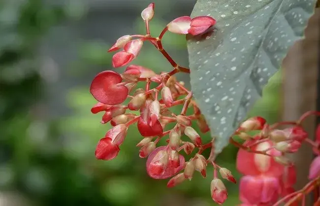 竹节海棠为什么不开花