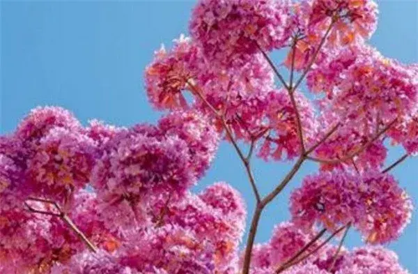 红花风铃木价格 红花风铃木花期和花语