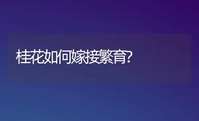 桂花如何嫁接繁育? | 家庭养花