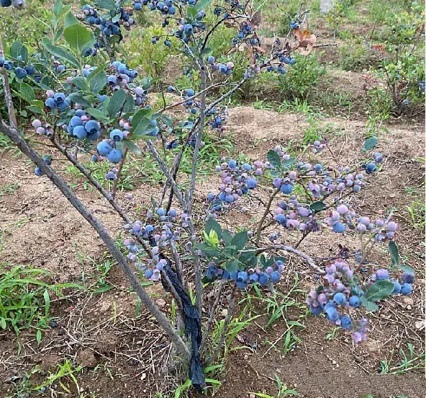 种植蓝莓对土壤有哪些要求？