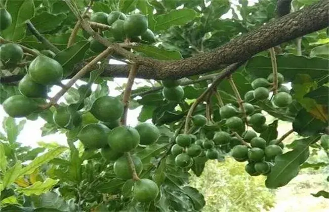 夏威夷果成长对环境条件要求