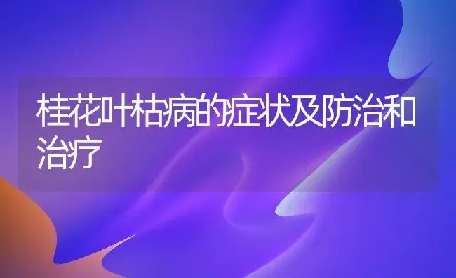 桂花叶枯病的症状及防治和治疗 | 家庭养花