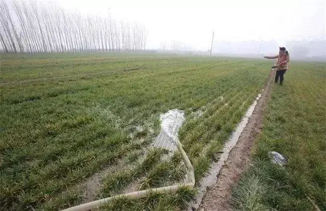 小麦越冬期怎样管理