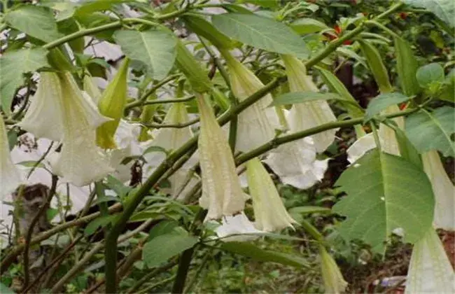 曼陀罗的种植技术