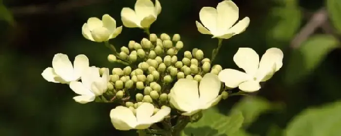 白琼花花语