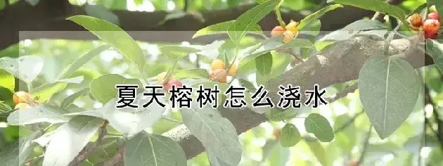 夏天榕树怎么浇水